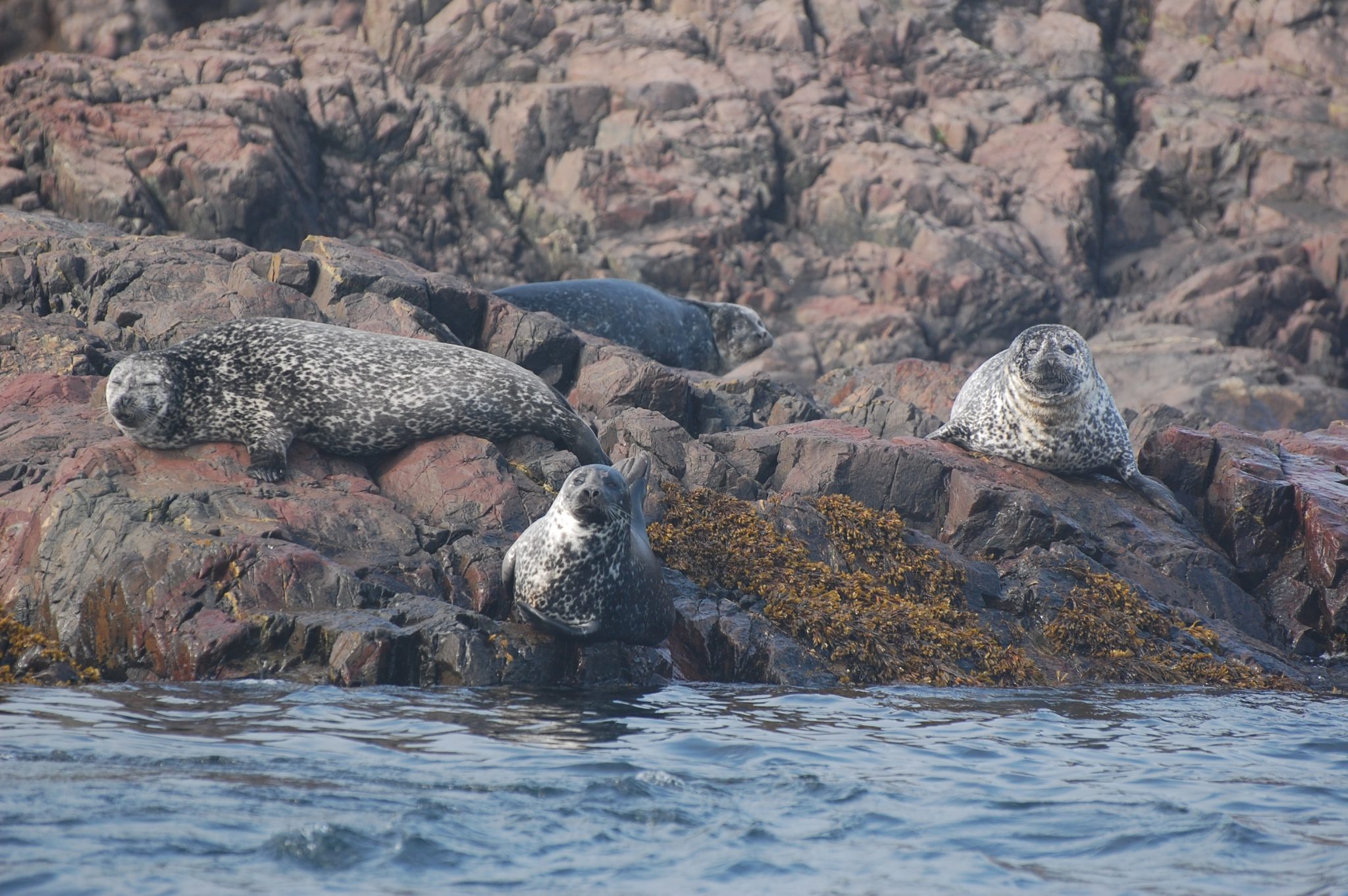 Ecological roles and importance of marine mammals in aquatic ecosystems