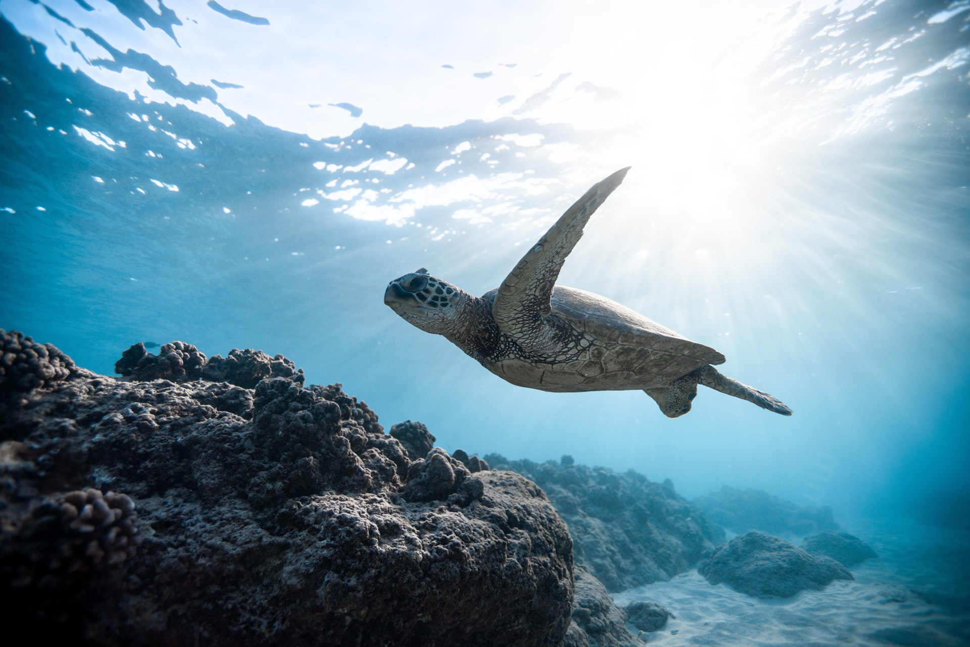 The Importance Of Sea Turtles