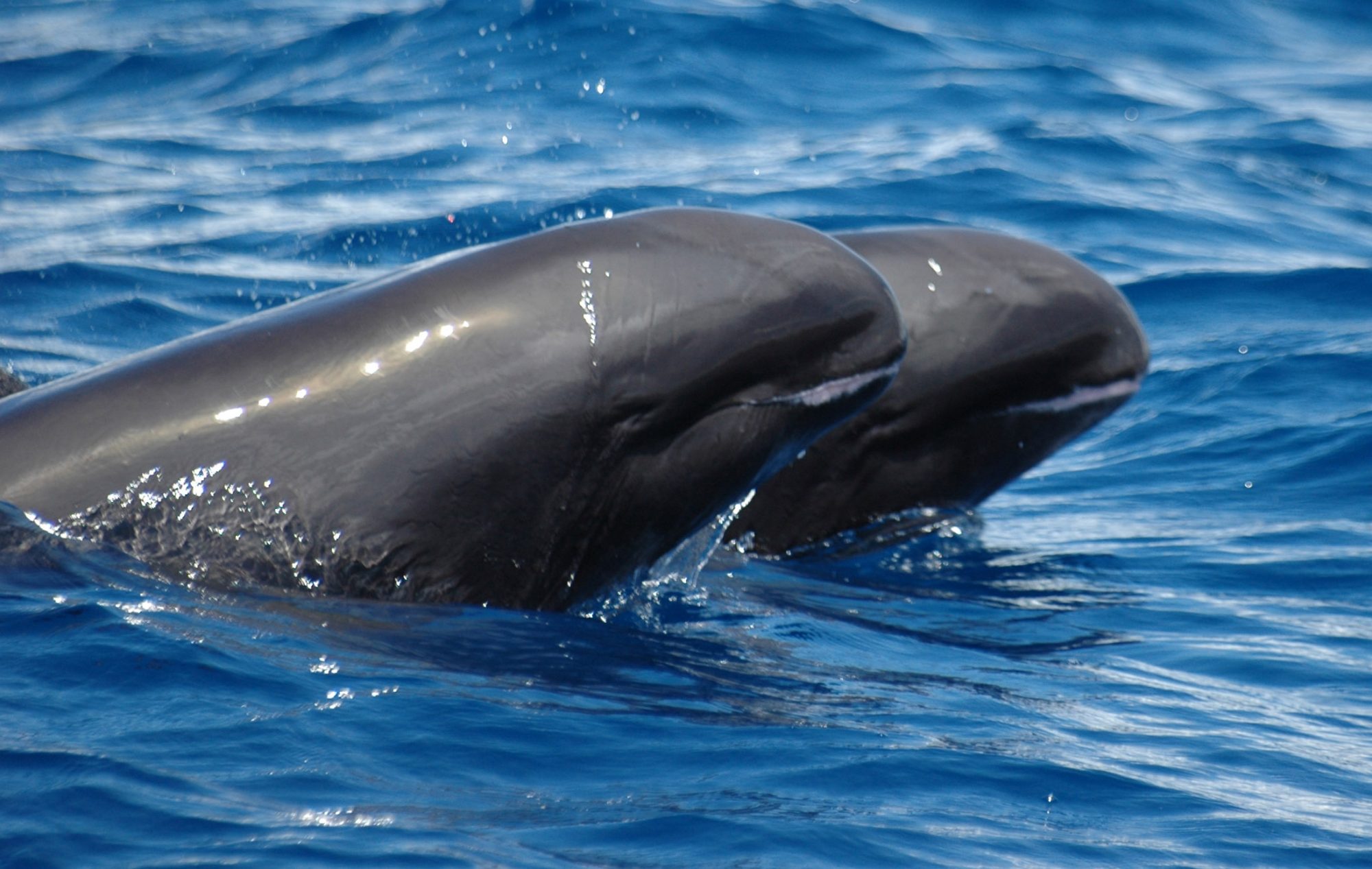 Behavioral ecology of whales and dolphins • Marine Conservation Ecology Lab