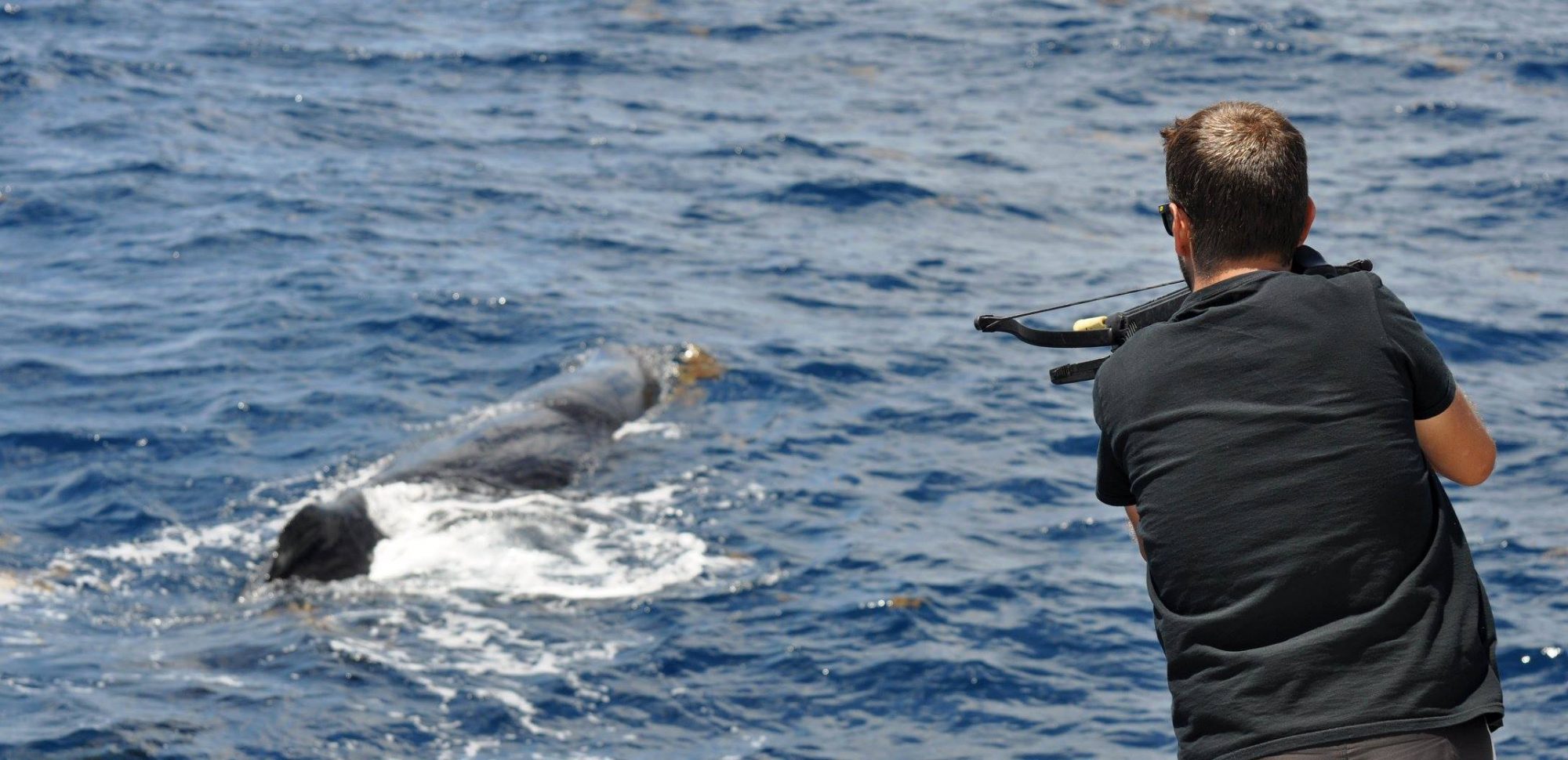 Behavioral ecology of whales and dolphins • Marine Conservation Ecology Lab