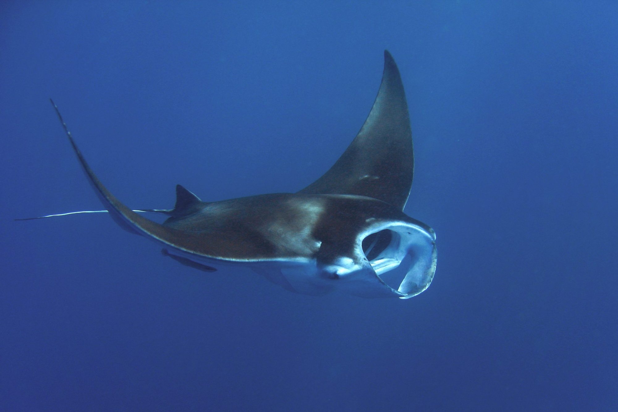 Ecology and conservation of reef manta rays in Mayotte • Marine