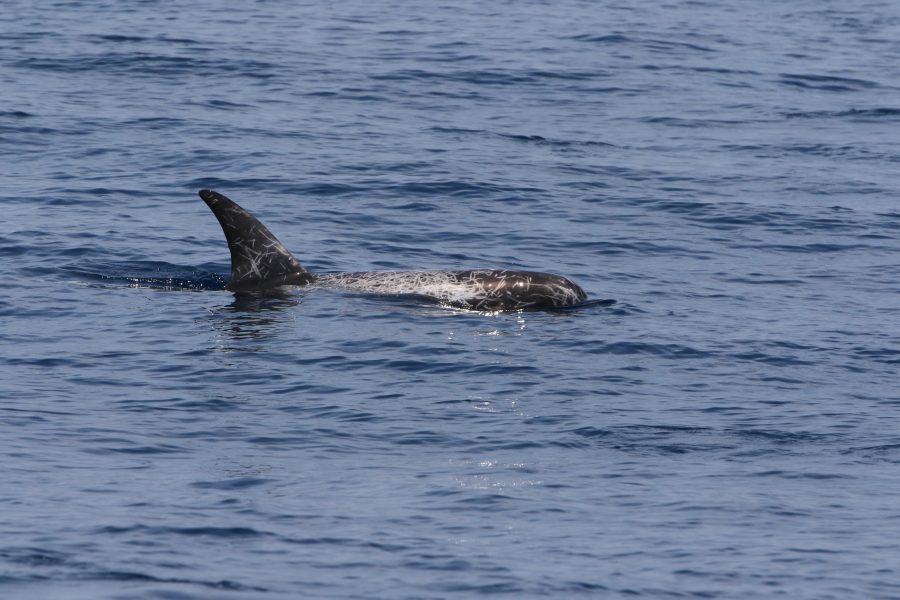 Ecology of blue whales and other cetaceans in the Seychelles • Marine ...